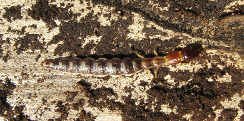 Parainocellia bicolor (A. Costa, 1855)